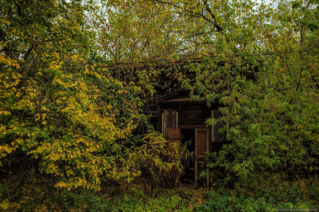 Заброшенный деревянный дом в зарослях