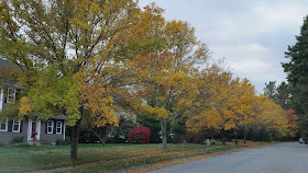 Franklin fall foliage photos 3