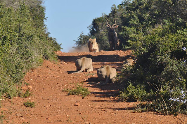 Wild Buck vs African Lions