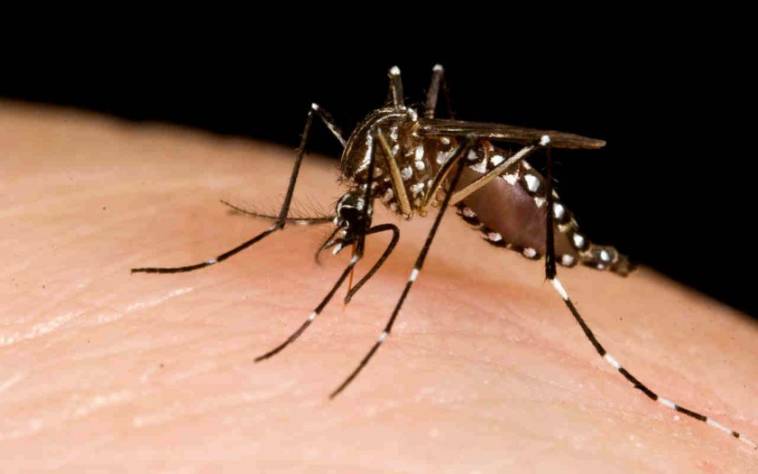 Info Lengkap Mengenai Nyamuk Aedes Dan Demam Denggi Mawardi Yunus