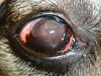 Dog Eye Ailments7