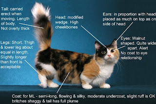 munchkin cat breed pets kitten information animal domestic picture