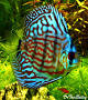 Gambar Ikan Discus