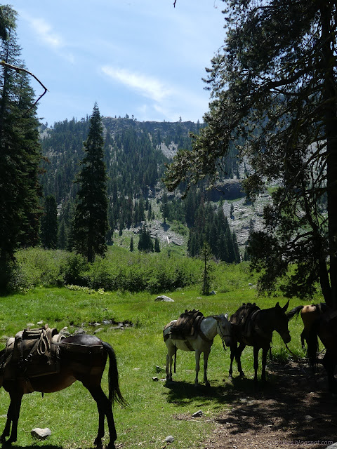 25: mules in a meadow