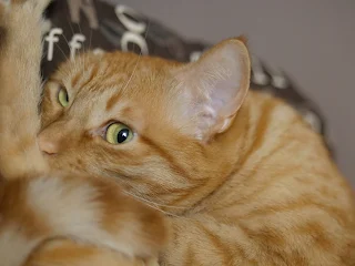 orange cat photo