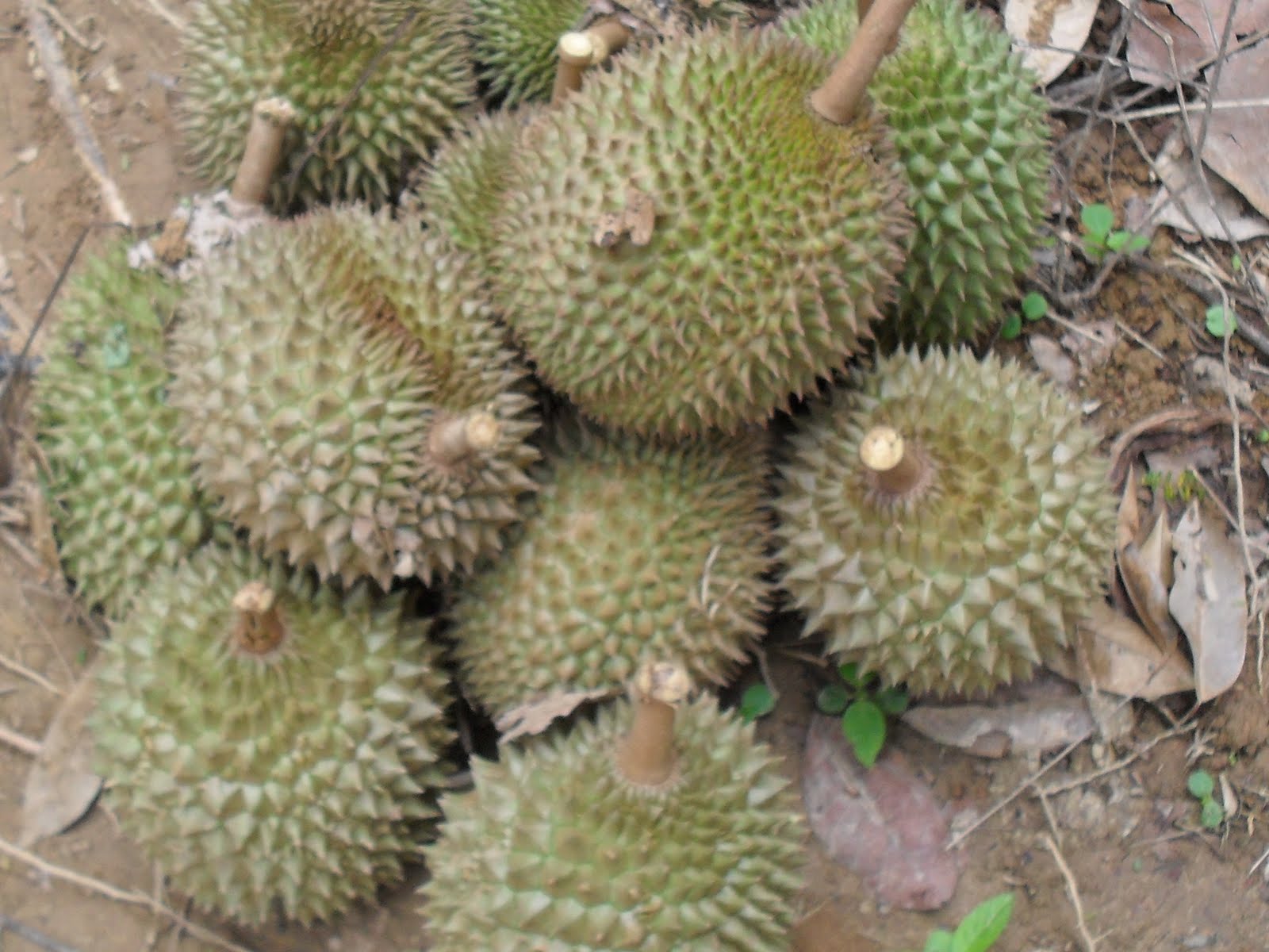 Sueda: seri muka durian