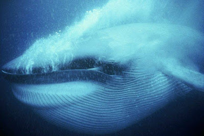 la balena più solitaria e famosa del Mondo