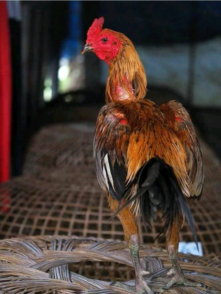 5000 Gambar  Ayam  Birma  Ori HD Infobaru