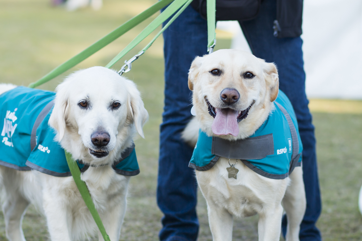 RSPCA Million Paws Walk 2015 - Two Labrador Retrievers walking