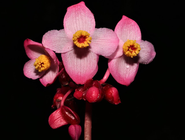 Begonia laminariae
