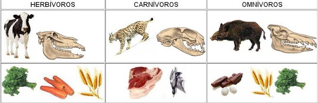 Resultado de imagen para tipos de bocas animales