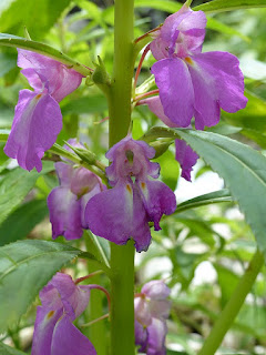 Impatiens balsamina - Balsamine des jardins