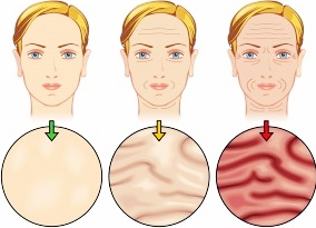 Key factors responsible for the aging of our skin