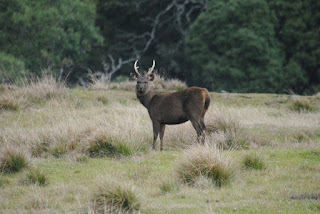 elk and elk