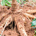 20 Nutritional Health Benefits Of Cassava, Recipes And Side Effects