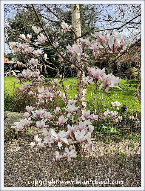 The BBHQ Midweek News Round-Up ©BionicBasil® The BBHQ Magnolia Tree