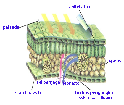 wahim boys Jaringan  pada  akar batang dan daun  tumbuhan 