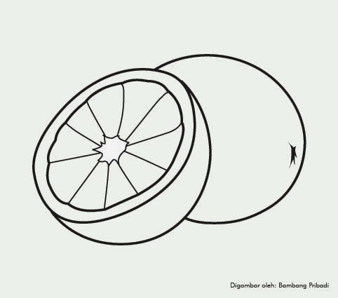 Koleksi Gambar  Mewarnai Buah Jeruk  belajar menggambar 