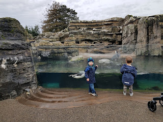 visiting penguins at the zoo