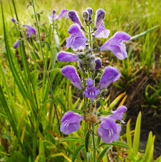 Amerikaanse glidkruid, Scutellaria lateriflora, blauw glidkruid, blue skullcap