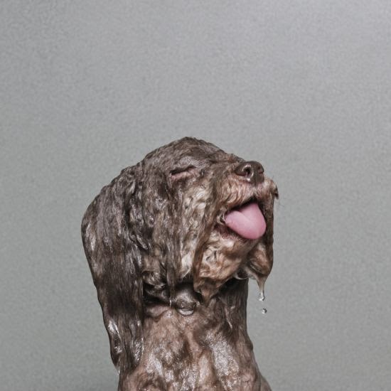 Sophie Gamand fotografia cachorros molhados