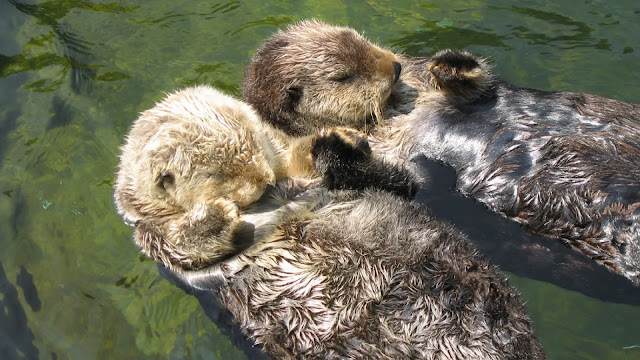 Ocean Otters