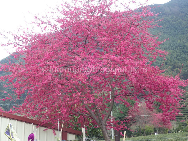 Caopingtou cherry blossoms