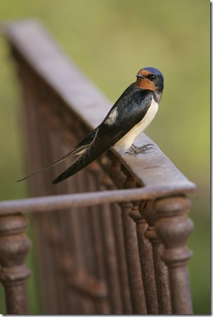 GOLONDRINA COMUN