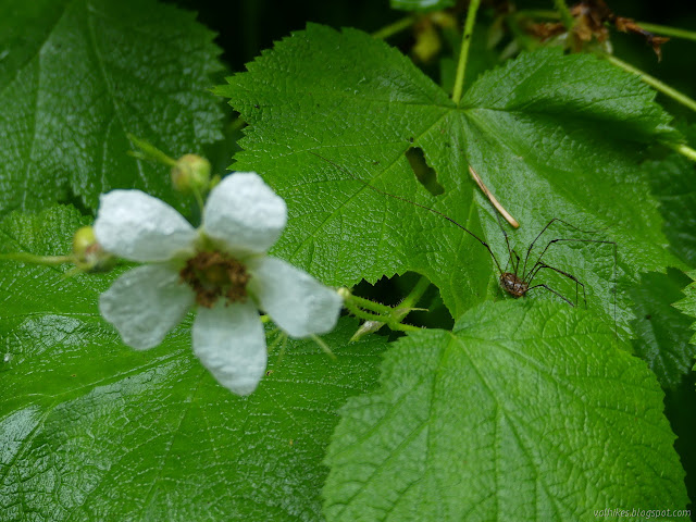 spider on a thimbleberry