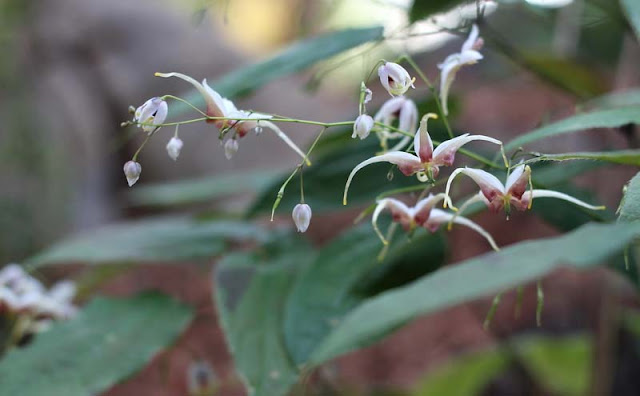 Epimedium Sagittatum Flowers Pictures