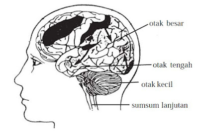 Bagian-bagian Otak dan Fungsi Otak Besar, Otak Kecil, Otak Tengah, Sumsum Lanjutan serta Sumsum Tulang Belakang