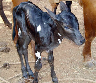 Benji the calf