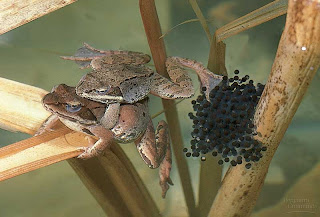  Fertilisasi  Pembuahan YANJUZ