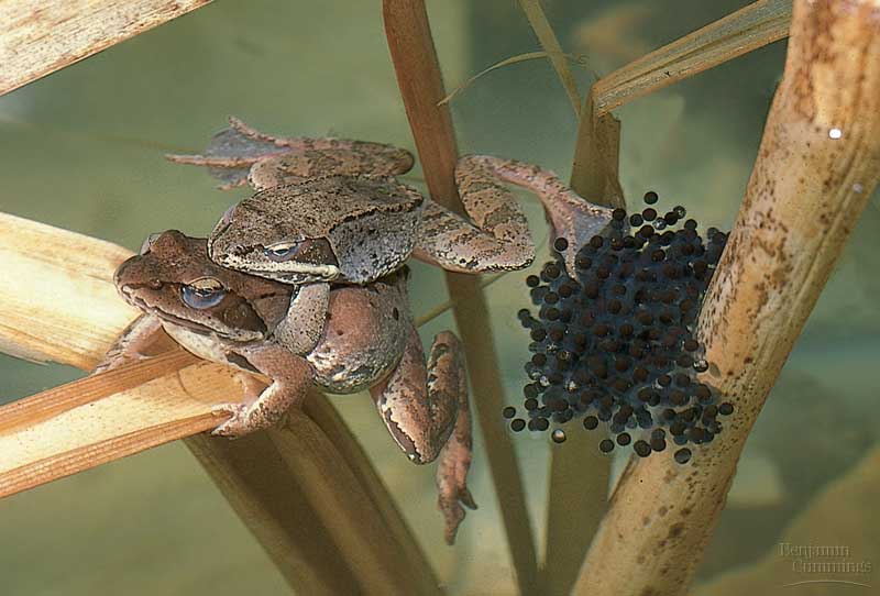 Paling Top 42+ Contoh Hewan Yang Berkembang Biak Melalui Fertilisasi Eksternal