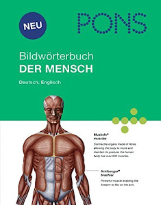 PONS Bildwörterbuch Der Mensch: Rund 1700 Begriffe in Bild und Wort, Englisch und Deutsch