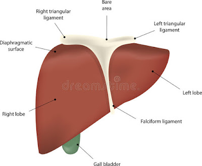 Labelled diagram of liver | Liver images | Human liver diagram