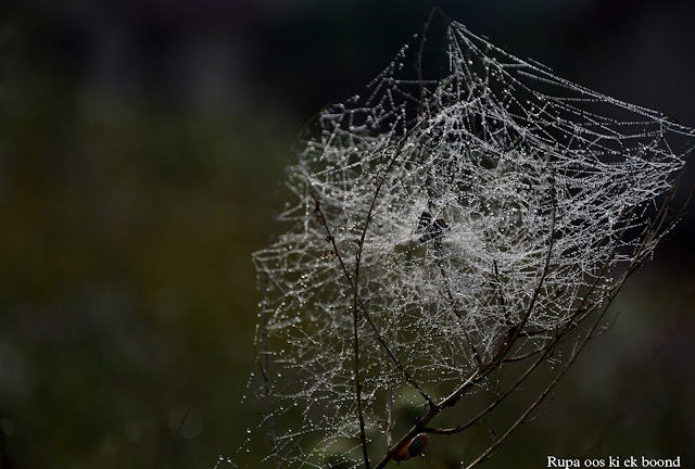 मकड़ी के बारे में 34 रोचक जानकारी || 34 Interesting facts about spider ||