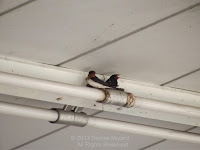 Barn swallows starting a new nest -Tokushima, Japa - by Denise Motard