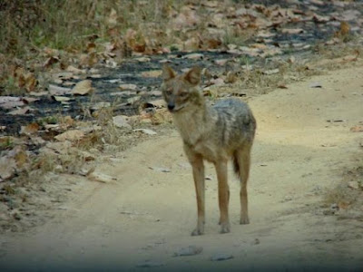 Animal in Kanha National Park