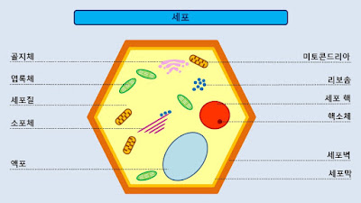 세포