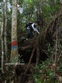 Teluk_Limau_trail_Bako_National_Park_07