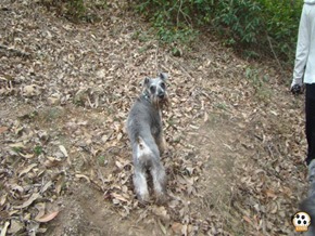 Trekking 9 (70_1) (1)