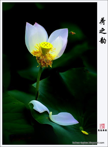 荷花图片Lotus Flower:33eiz4b4t656cv