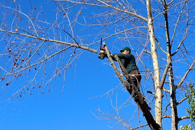 Tree Pruning Roseville