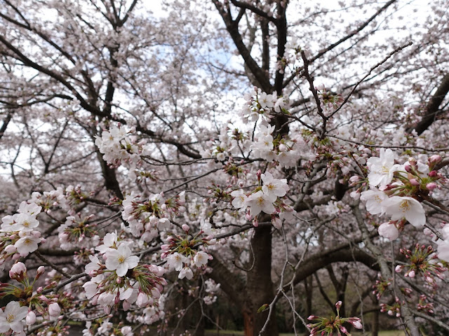 とっとり花回廊　桜の広場　九分咲のソメイヨシノ桜