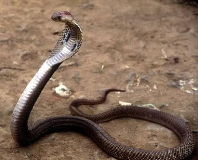 Asian Cobra