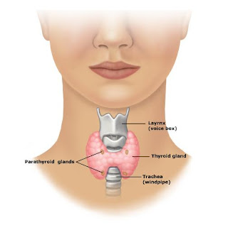 armour thyroid