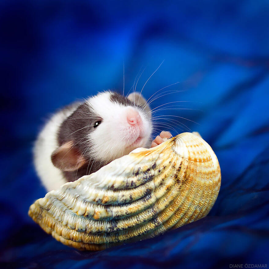 Artist Has Been Photographing Rats For Years To Make The World Love Their Image