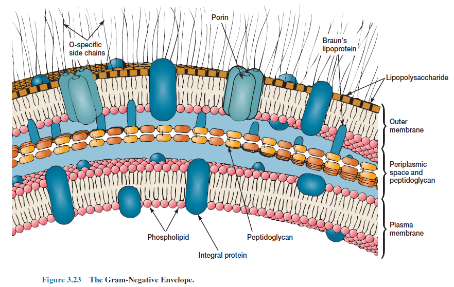 Gram-Negative Envelope