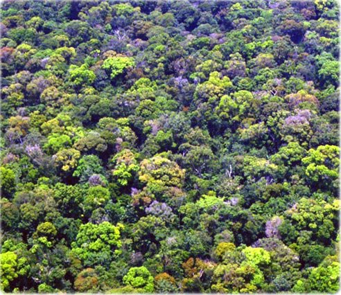 Amazônia | Maior Bioma Terrestre do Planeta